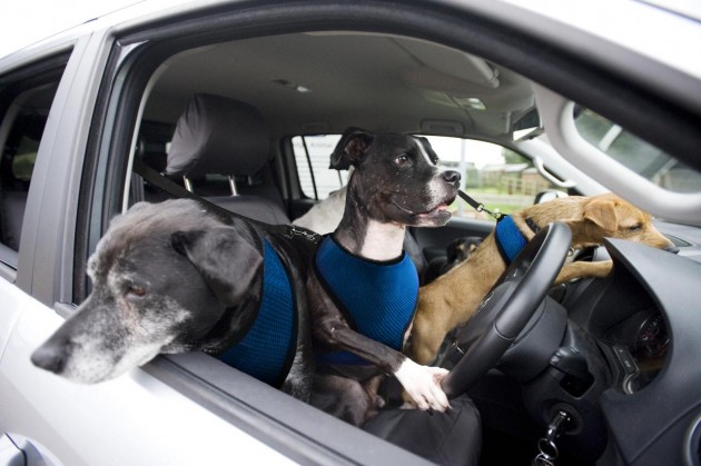 Volkswagen paw-wheel-drive dogs driving