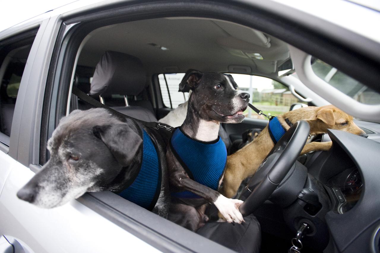 Volkswagen announces paw-wheel-drive; teaching dogs to drive