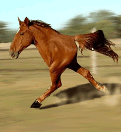 Two-legged horse
