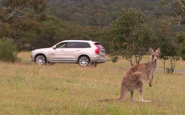 Volvo kangaroo detection-kangaroo