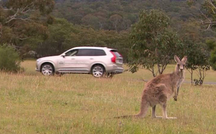 Volvo developing kangaroo detection technology for Australia